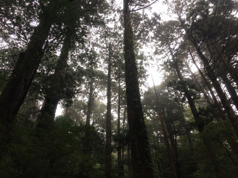 高い杉の森