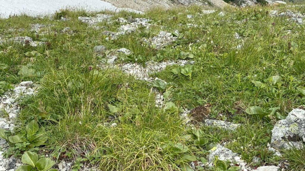 ライチョウの親子