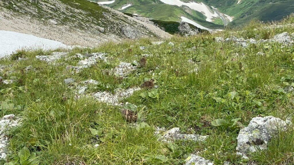 ライチョウの親子