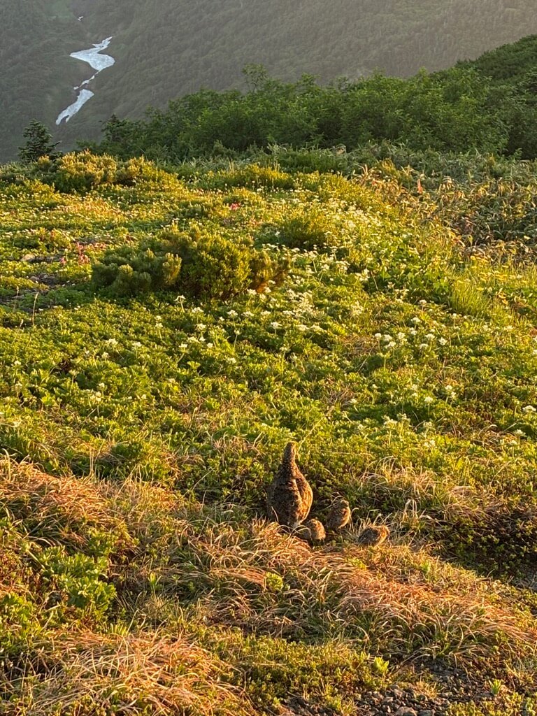 ライチョウの親子