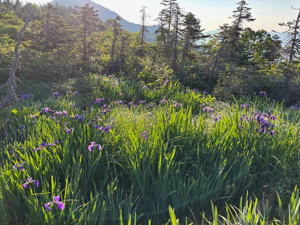 吹上〜五輪の森