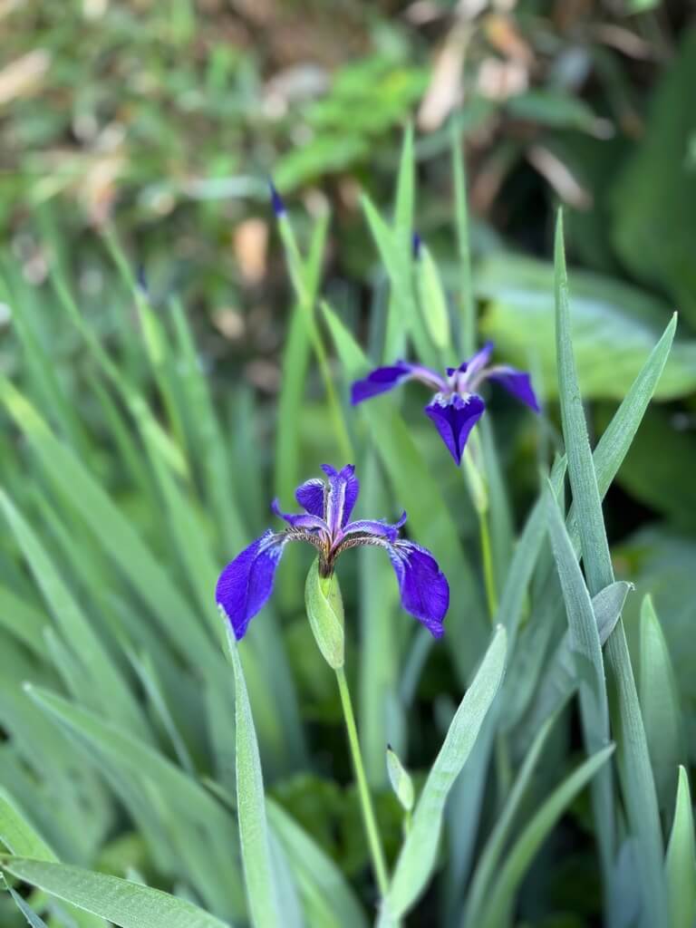 吹上〜五輪の森