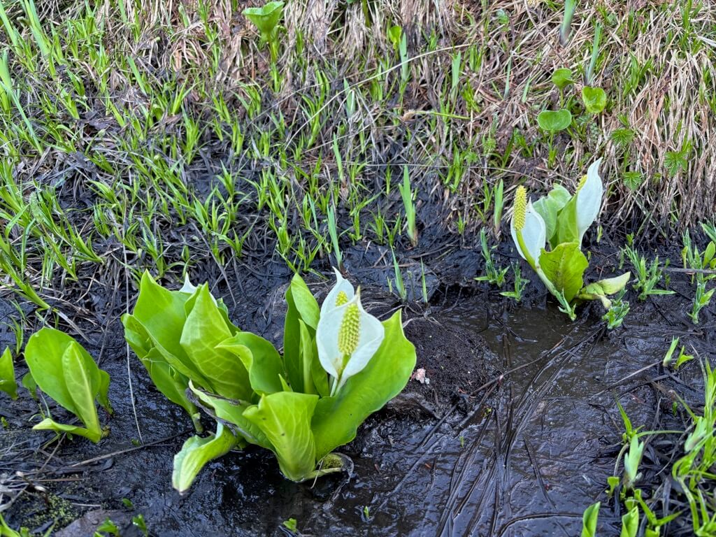 吹上〜五輪の森