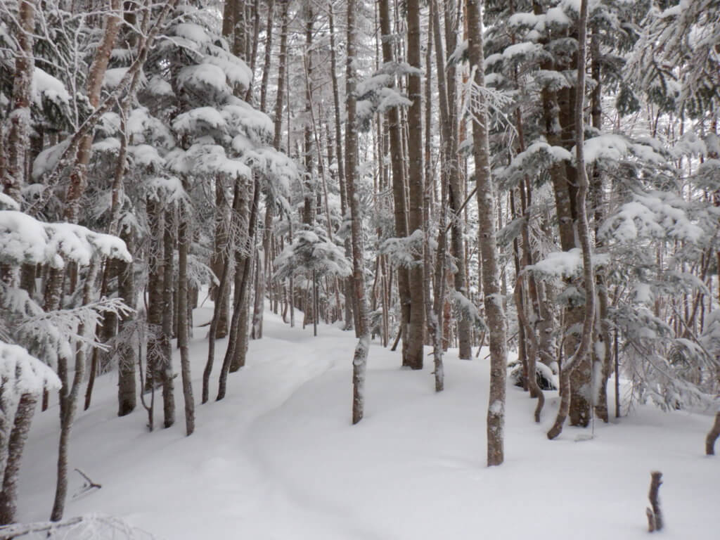 赤岳鉱泉から行者小屋までは最初は登りです