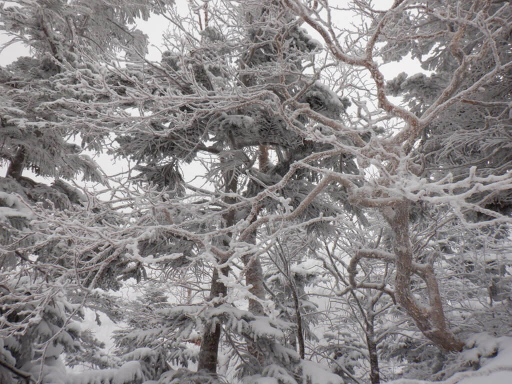 霧氷の樹林帯を登っていく